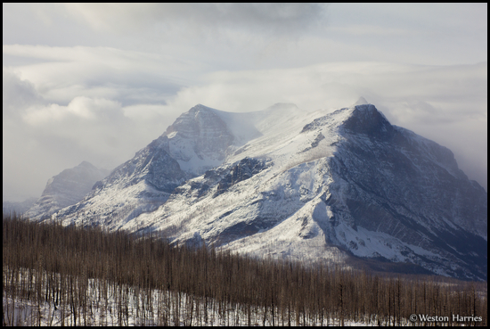 - Burned Forest and Snow Covered Mountain, Glacier NP -
