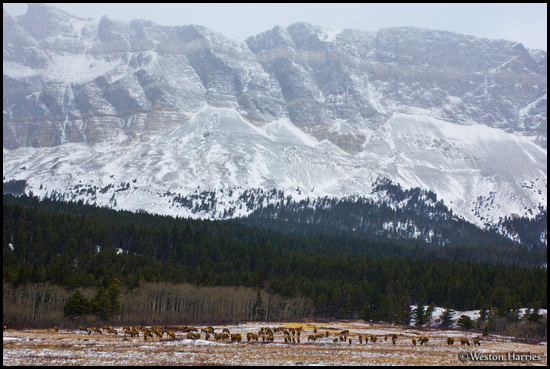 - Herd of Elk Below Slingshot Mtn, Glacier NP -