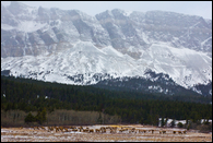- Herd of Elk Below Slingshot Mtn, Glacier NP -