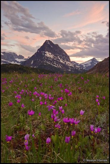 - Shooting Star Wildflowers Below Grinnell Point at Sunset, Glacier NP -