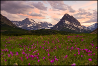 - Shooting Star Wildflowers Below Mt. Gould and Grinnell Point at Sunset, Glacier NP -