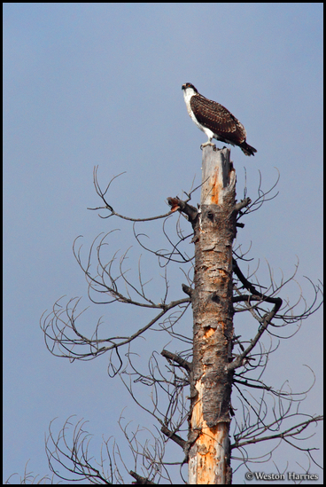 - Osprey Perched on a Dead Tree, Glacier NP -