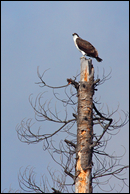 - Osprey Perched on a Dead Tree, Glacier NP -