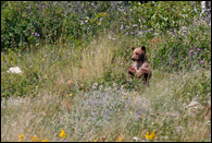- Cinnamon Colored Black Bear Cub Standing Up, Glacier NP -
