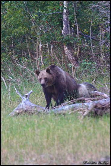 - Grizzly Bear Sow on Log, Glacier NP -