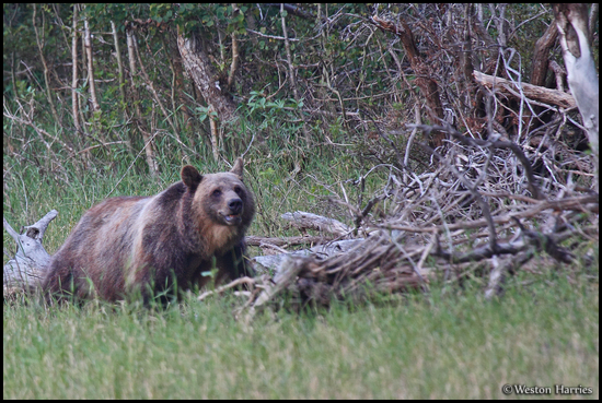 - Grizzly Bear Sow, Glacier NP -