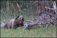 - Grizzly Bear Sow, Glacier NP -