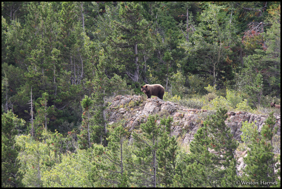 - Black Bear Sow and Cub, Glacier NP -