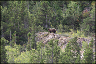 - Black Bear Sow and Cub, Glacier NP -
