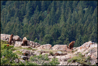 - Black Bear Sow with Two Standing Cubs
Looking Over a Rock Ledge, Glacier NP -