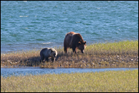 - Grizzly Bear Sow and Cub
Walking Along the Grassy Shore of Lake Sherburne, Glacier NP -