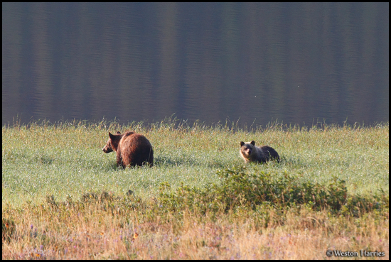 - Grizzly Bear Sow and Cub Grazing by Lake Sherburne, Glacier NP -