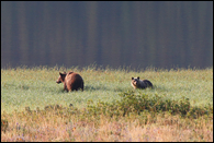 - Grizzly Bear Sow and Cub Grazing by Lake Sherburne, Glacier NP -