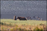 - Grizzly Bear Sow with Blonde Cub Standing
to see Canadian Geese, Glacier NP -