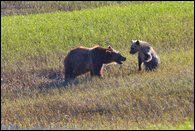 - Grizzly Bear Sow and Cub Play Fighting, Glacier NP -