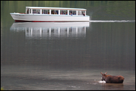- Tour Boat Coming Close to a Cow Moose Wading
in Swiftcurrent Lake, Glacier NP -
