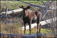 - Young Bull Moose, Glacier NP -