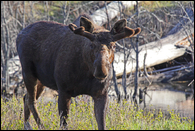 - Young Bull Moose, Glacier NP -