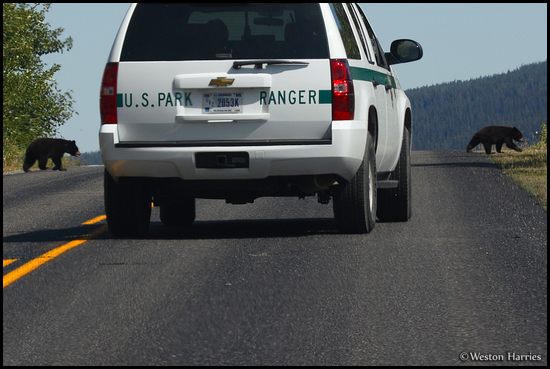 - Two Black Bear Cubs Crossing the Road in Front of a Ranger, Glacier NP -