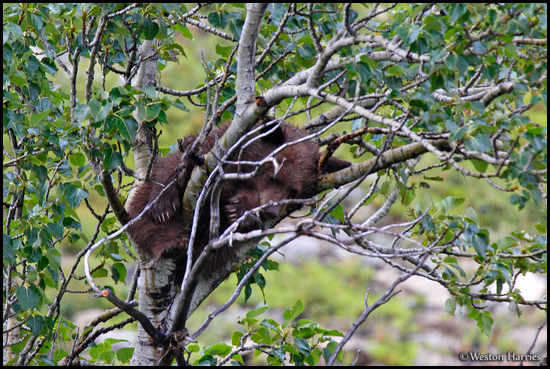 - Black Bear Cub Sleeping in an Aspen Tree, Glacier NP -
