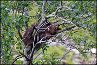 - Black Bear Cub Sleeping in an Aspen Tree, Glacier NP -