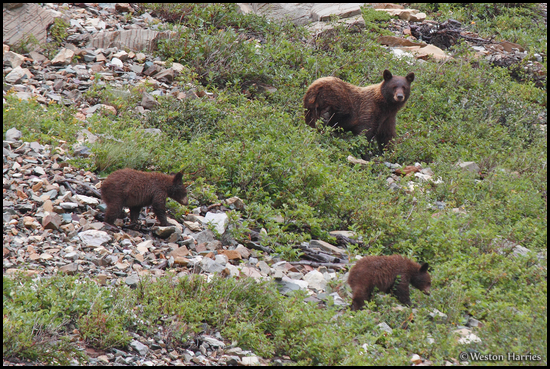 - Black Bear Sow With Two Cubs, Glacier NP -