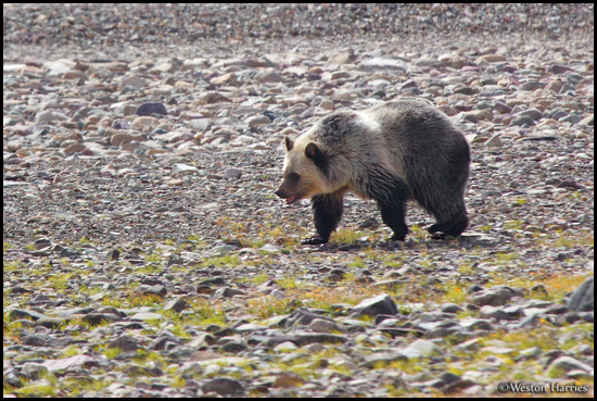 - Blonde Grizzly Bear Cub Traveling
Along a Rocky Shoreline, Glacier NP -