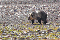 - Blonde Grizzly Bear Cub Traveling
Along a Rocky Shoreline, Glacier NP -