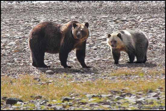 - Collared Grizzly Bear Sow and Blonde Cub
on a Rocky Shoreline, Glacier NP -