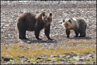- Collared Grizzly Bear Sow and Blonde Cub
on a Rocky Shoreline, Glacier NP -
