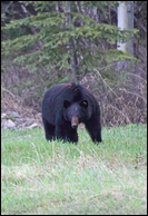 - Tagged Black Bear Sow, Glacier NP -