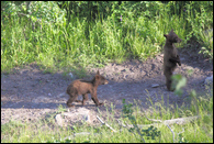 - Two Black Bear Cubs, One Standing, Glacier NP -