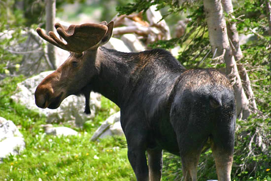 - Young Bull Moose, Seen Near Lake Solitude, Grand Teton NP -