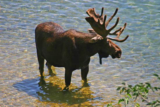 - Bull Moose Cooling Off in Jenny Lake, Grand Teton NP -