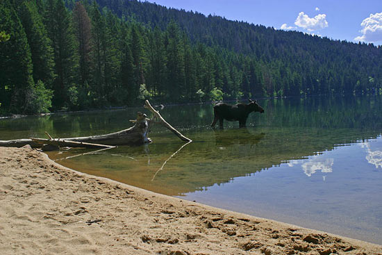- Cow Moose Wading in the Phelps Lake Shallows, Grand Teton NP -