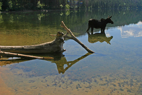 - Cow Moose Reflection in the Phelps Lake Shallows, Grand Teton NP -