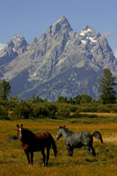 - Horses in the Jackson Hole Valley Below the Teton Range, Grand Teton NP -