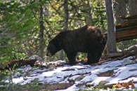 - Black Bear, Grand Teton NP -