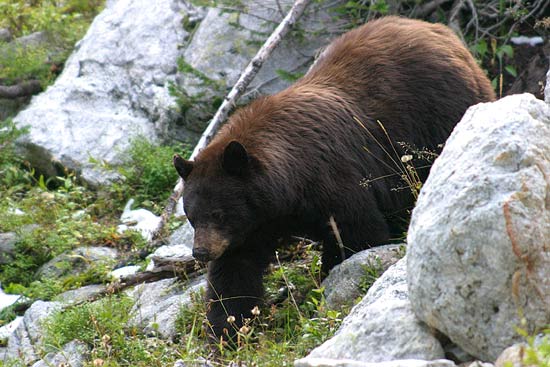 - Large Black Bear, Grand Teton NP -