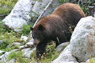 - Large Black Bear, Grand Teton NP -