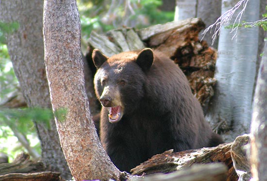 - Large Black Bear Growling, Grand Teton NP -