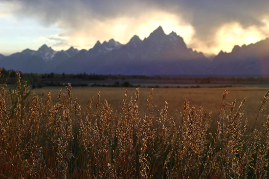 - Backlit Wheat Grass and the Teton Range, Sunset, Grand Teton NP -