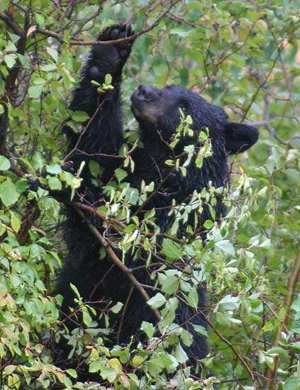 - Black Bear Feeding on Berries, Grand Teton NP -