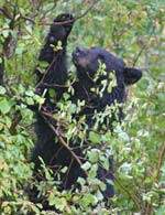- Black Bear Feeding on Berries, Grand Teton NP -