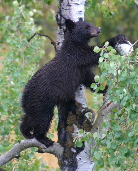- Black Bear Cub Climbing an Aspen Tree, Grand Teton NP -