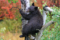 - Black Bear Cub Climbing an Aspen Tree, Grand Teton NP -