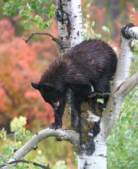 - Black Bear Cub Climbing Down an Aspen Tree, Grand Teton NP -
