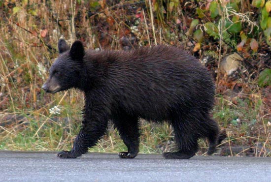- Black Bear Cub Crossing the Moose-Wilson Road, Grand Teton NP -