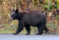 - Black Bear Cub Crossing the Moose-Wilson Road, Grand Teton NP -