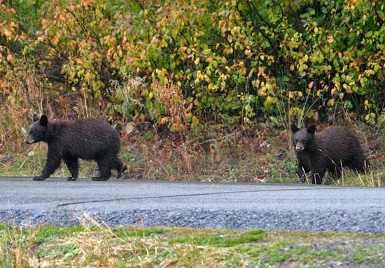- Two Black Bear Cubs Crossing the Moose-Wilson Road, Grand Teton NP -